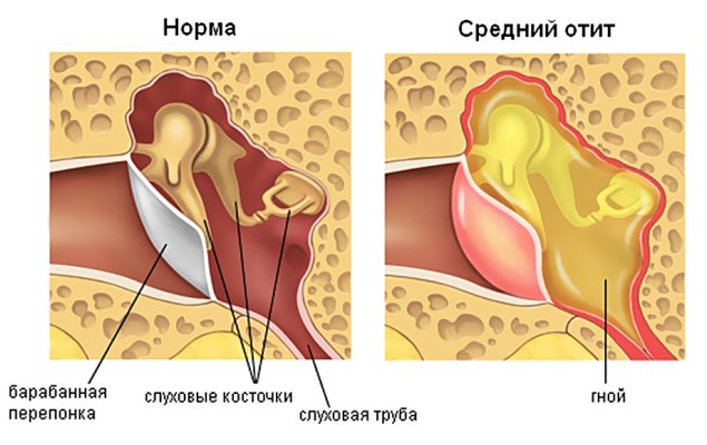 Симптомы отита у кролика