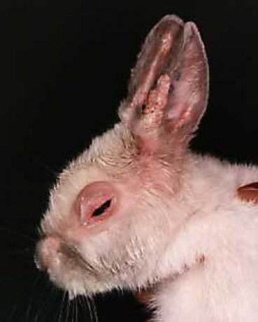 Узелковая форма хвороби міксоматозу кроликів