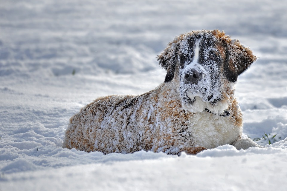 обморожение собак