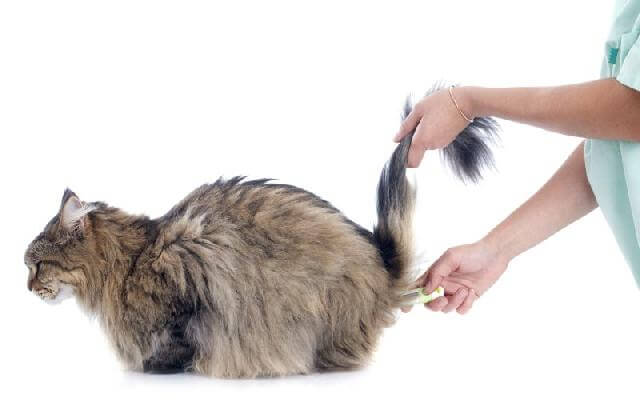 Как измерить кошке температуру