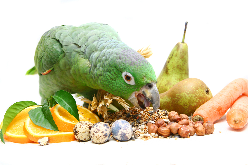 Как правильно кормить птиц