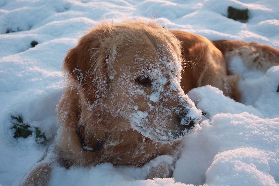 догляд за собакою взимку
