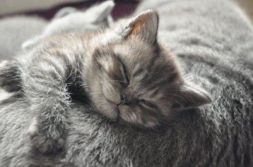 Почему кошки мурчат | Блог зоомагазина Zootovary.com