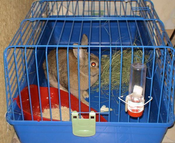 выбор клетки для кролика