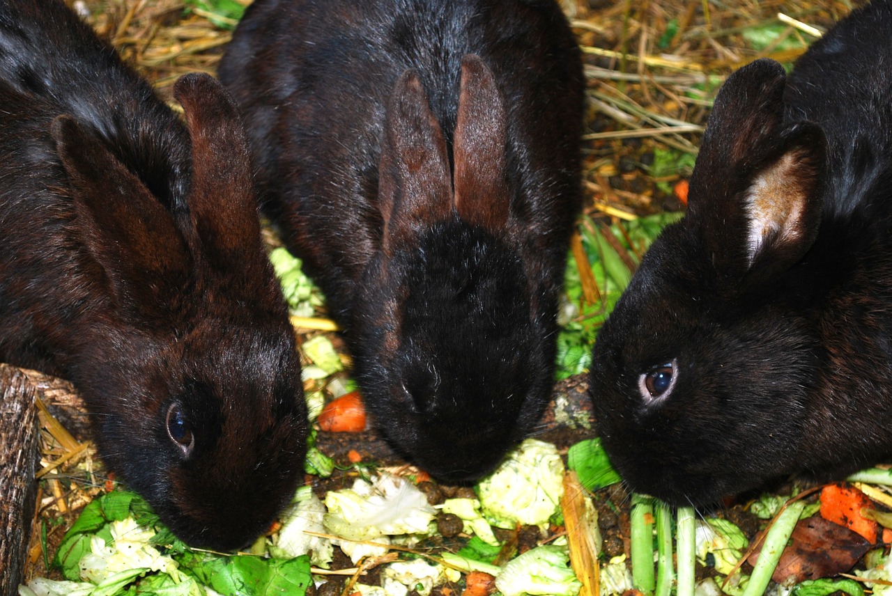 декоративні карликові кролики