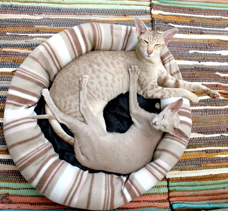 лежанка для кошек