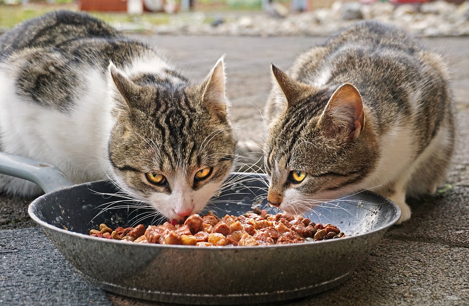 Как правильно кормить кошку | Блог зоомагазина Zootovary.com