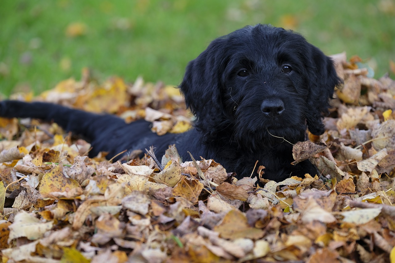 догляд за очима собаки восени