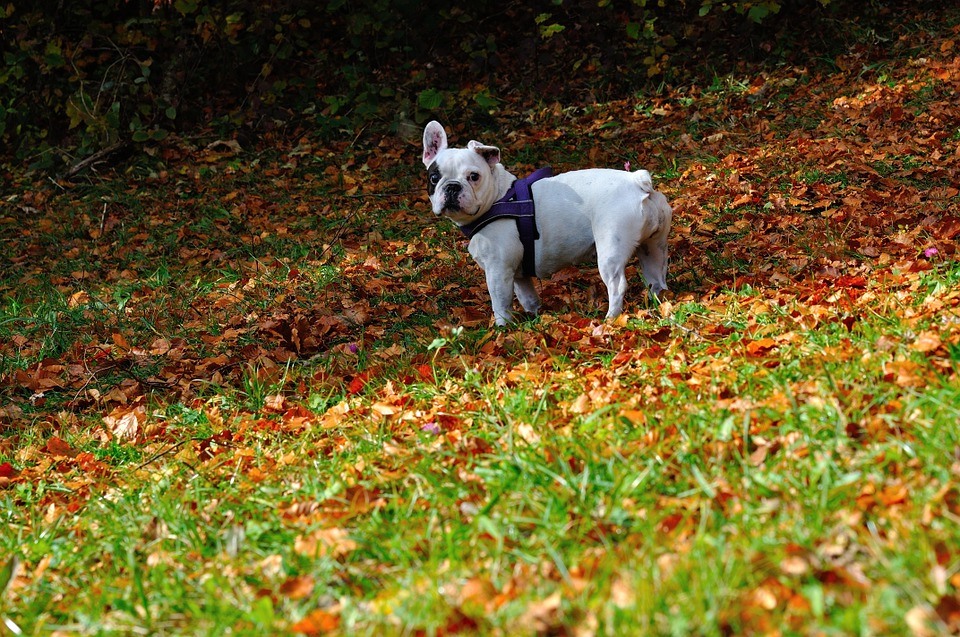 как ухаживать за собакой осенью