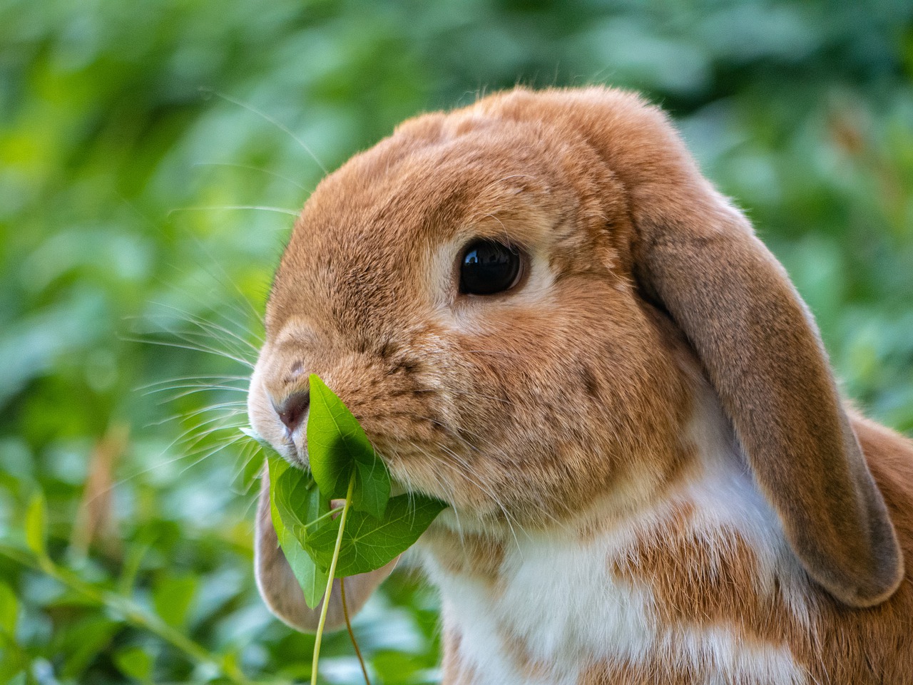 Декоративные карликовые кролики: чем кормить декоративного кролика | Блог  зоомагазина Zootovary.com