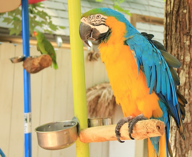 папуга ара