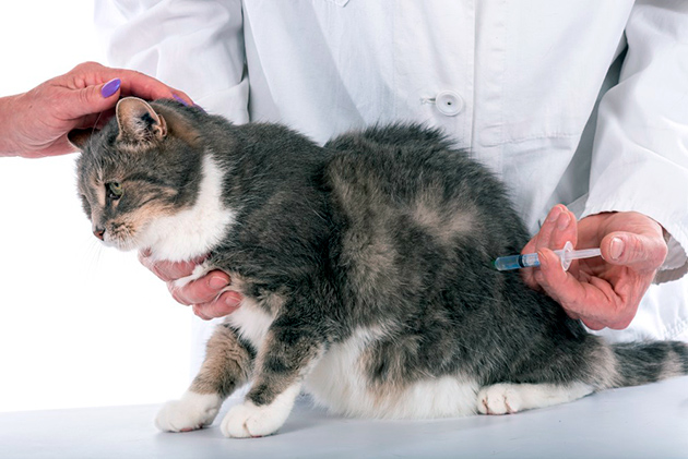 Стоимость вакцинации кошек в Москве