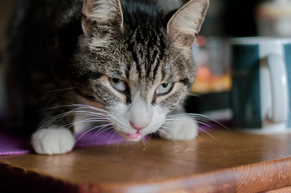 Почему кошку рвет после еды - причины и следствия | Блог зоомагазина  Zootovary.com
