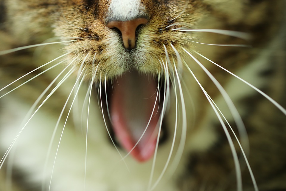 Почему у кота ломаются усы и выпадают? Что делать? | Блог зоомагазина  Zootovary.com