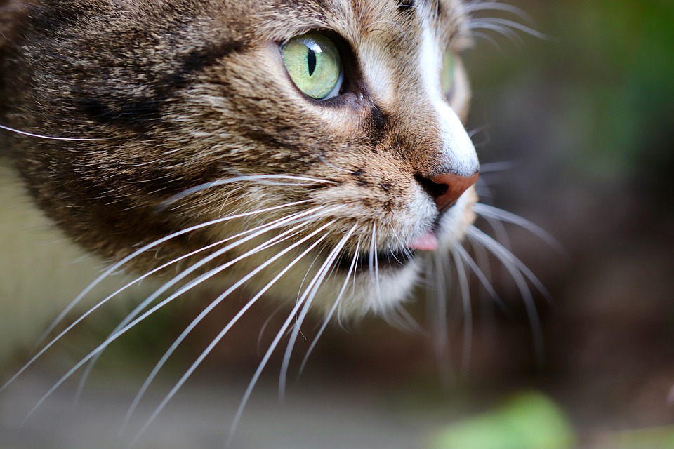 Почему у кота ломаются усы и выпадают? Что делать? | Блог зоомагазина  Zootovary.com
