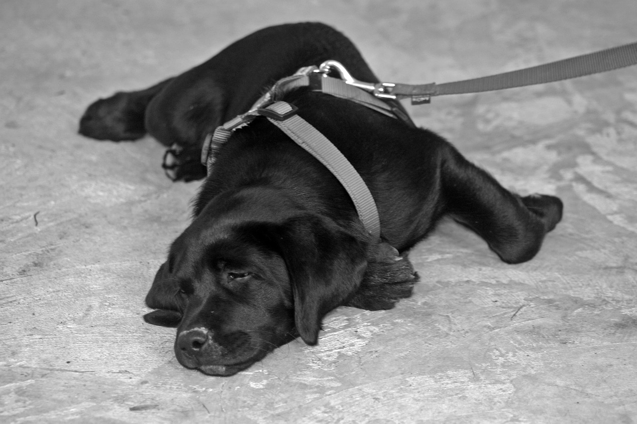 Почему урчит в животе у собаки? | Блог зоомагазина Zootovary.com