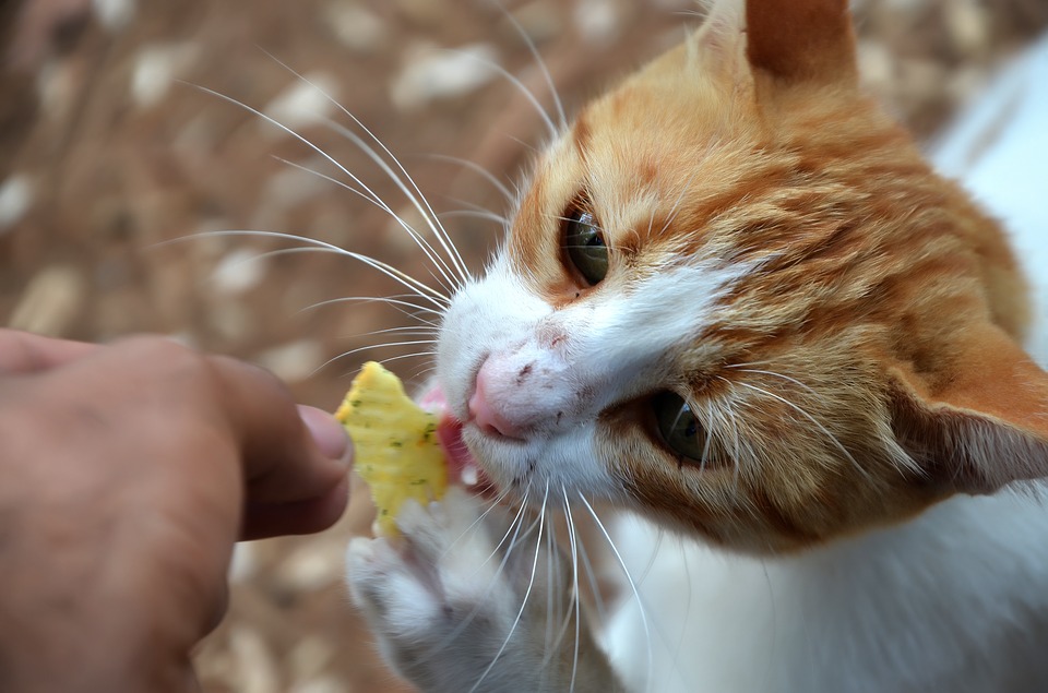 Чем нельзя кормить кошек и котов: запрещенные продукты | Блог зоомагазина  Zootovary.com