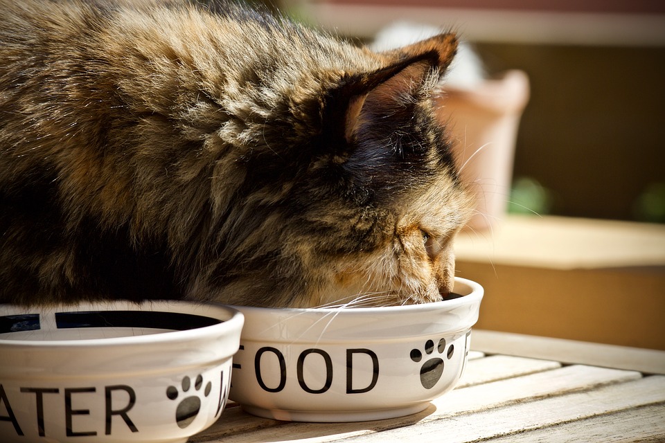 Чем нельзя кормить кошек и котов: запрещенные продукты | Блог зоомагазина  Zootovary.com
