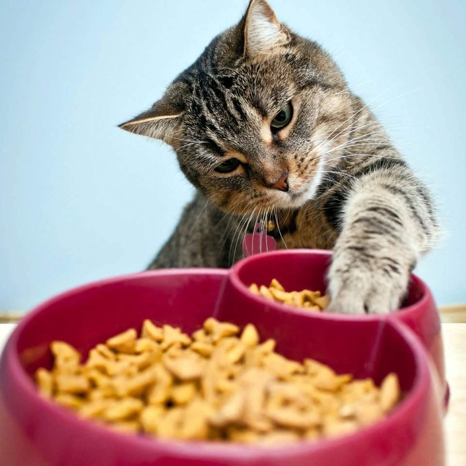 Почему кошка не ест сухой корм? | Блог зоомагазина Zootovary.com
