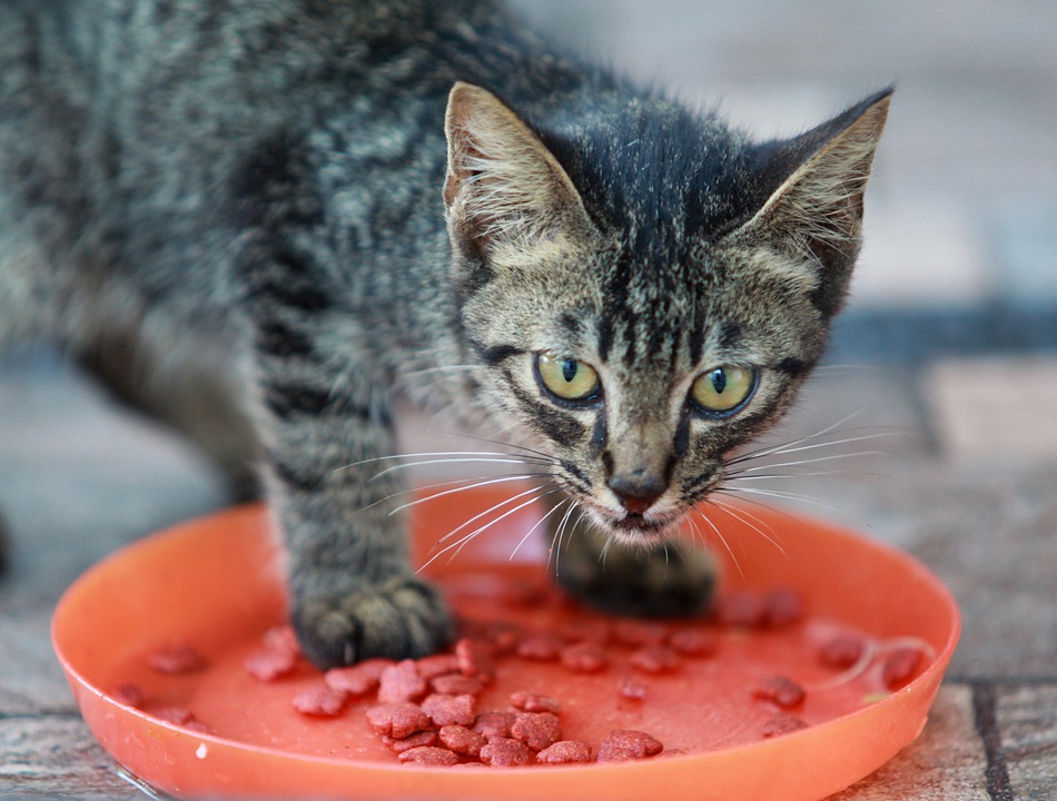 Почему кошка закапывает миску с едой и без | Блог зоомагазина Zootovary.com
