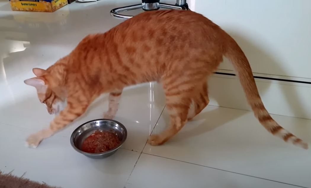 почему кошка закапывает корм