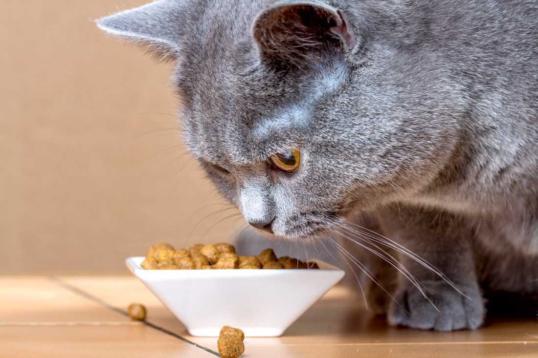 Почему кошка не ест сухой корм? | Блог зоомагазина Zootovary.com