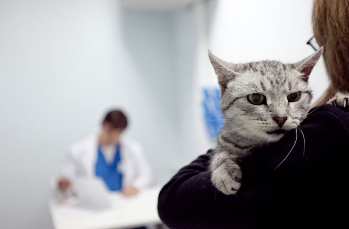 Какие препараты нельзя давать кошкам | Блог зоомагазина Zootovary.com