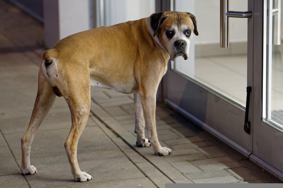 Собака скулит: почему и что делать? | Блог зоомагазина Zootovary.com