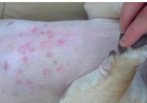 Бывает ли у собак аллергия на цветение? | Блог зоомагазина Zootovary.com