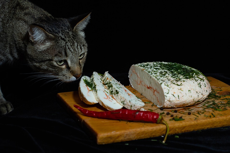 можно ли кошкам сыр с плесенью