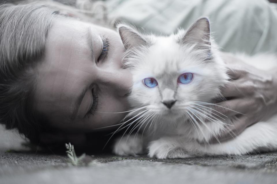 Что делать, если кошка обиделась на хозяина? | Блог зоомагазина  Zootovary.com