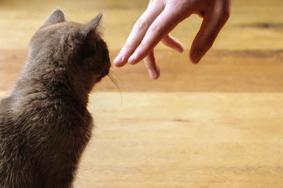 Как отучить котенка кусаться и царапаться