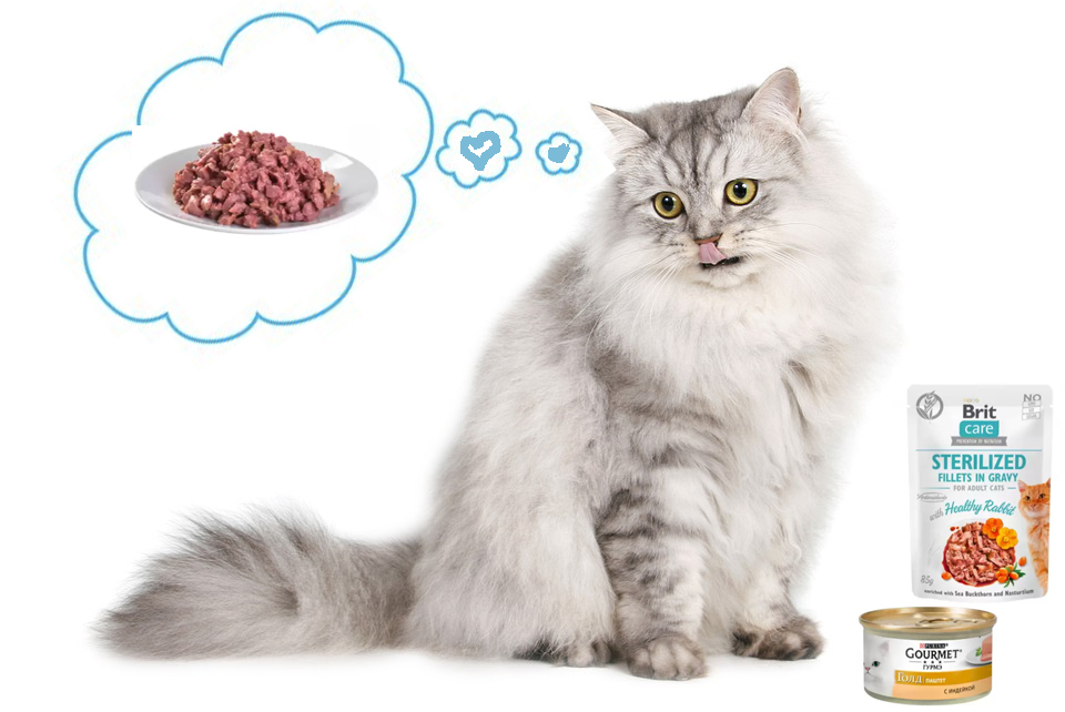 Как кормить влажным кормом кошку | Блог зоомагазина Zootovary.com