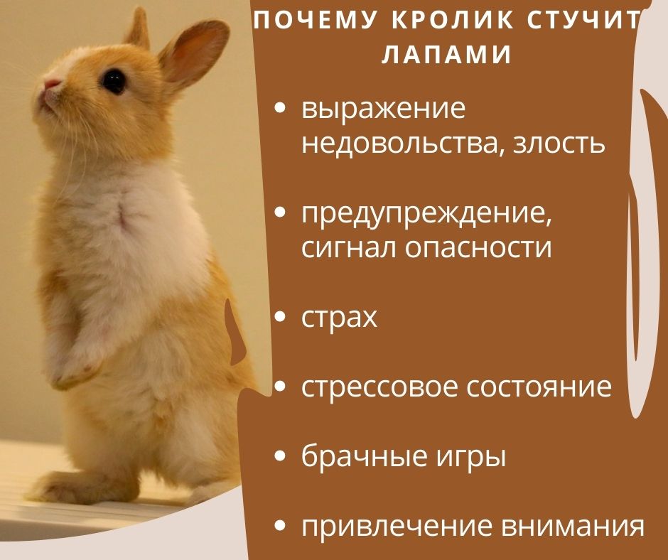 Кролик стучит лапами: почему и что делать | Блог зоомагазина Zootovary.com