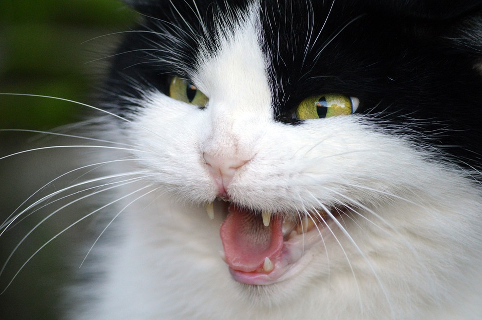 Почему кошка шипит на людей | Блог зоомагазина Zootovary.com