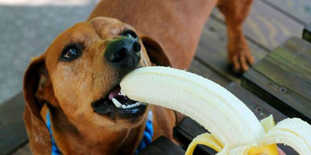 Можно давать собаке банан или нет? | Блог зоомагазина Zootovary.com