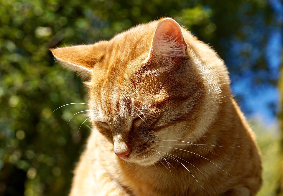 Какие запахи не любят кошки? | Блог зоомагазина Zootovary.com