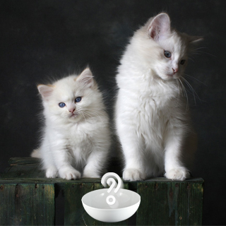 Можно ли взрослой кошке давать корм для котят? | Блог зоомагазина  Zootovary.com