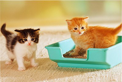 Как научить котёнка ходить на лоток - быстро учимся ходить в лоток | Блог  зоомагазина Zootovary.com