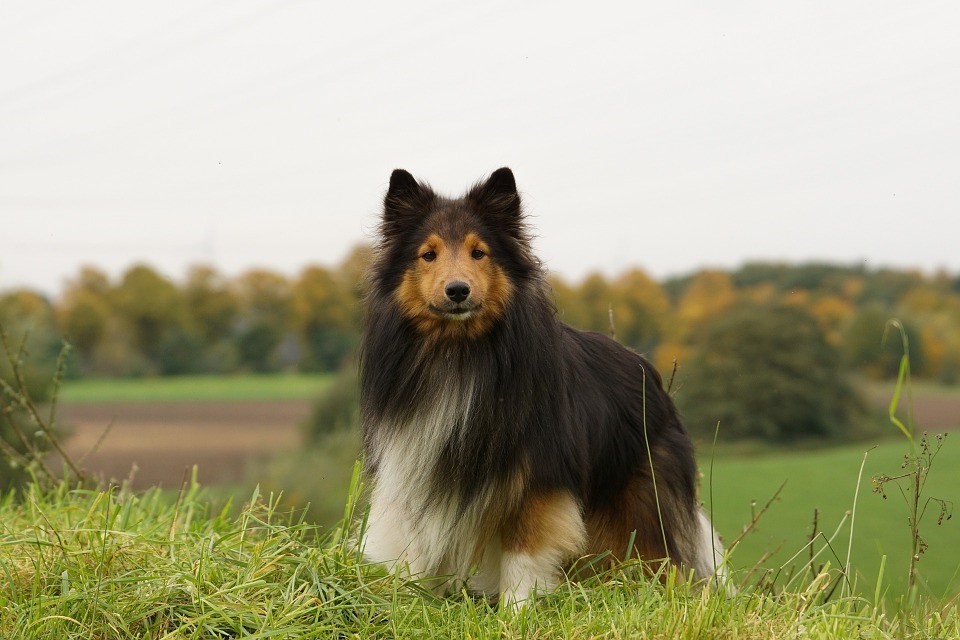 Шелти: фото, характер, уход, стандарты, болезни собак породы шелти | Блог  зоомагазина Zootovary.com