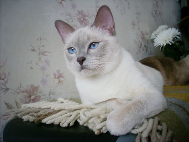 белая тайская кошка