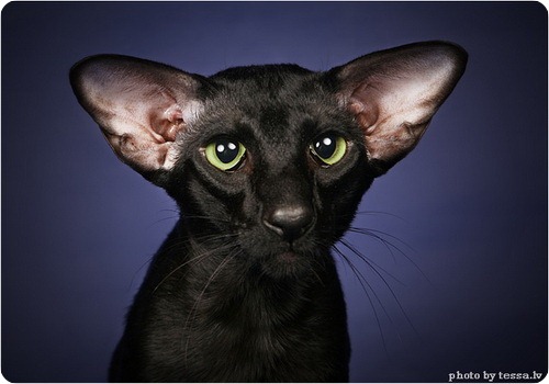 Ориентальная кошка: фото, характер, все о породе ориентальных  короткошерстных кошек | Блог зоомагазина Zootovary.com
