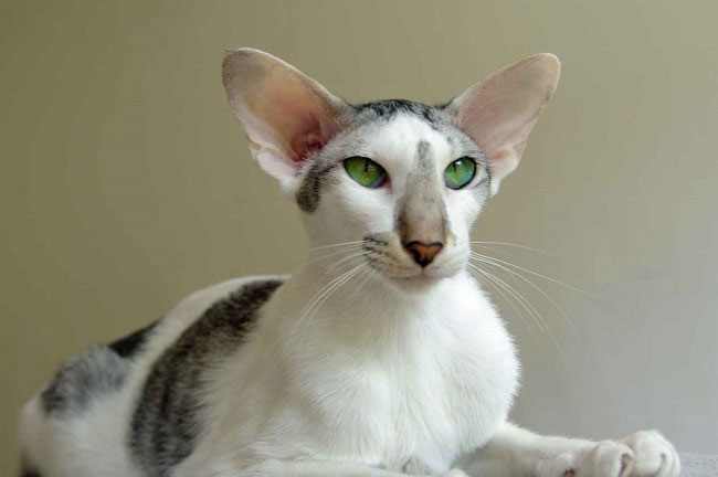 Ориентальная кошка: фото, характер, все о породе ориентальных  короткошерстных кошек | Блог зоомагазина Zootovary.com
