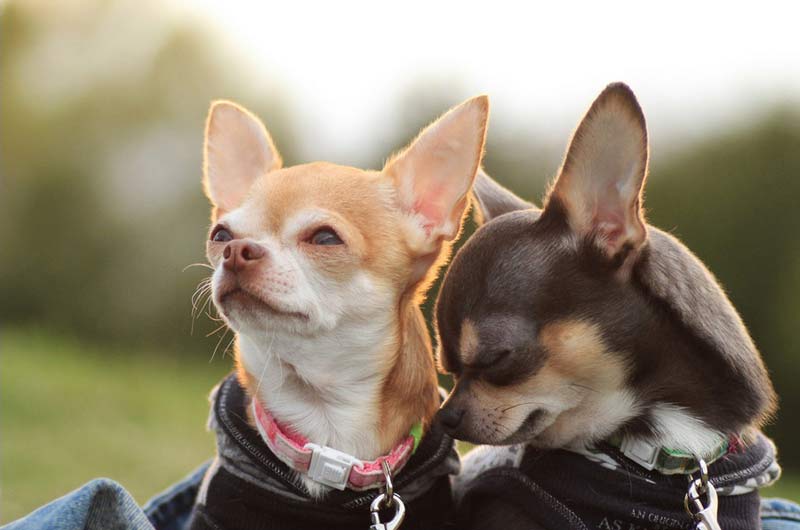 Чихуахуа: фото, щенки, характер, все о породе собаки кавказская чихуахуа |  Блог зоомагазина Zootovary.com