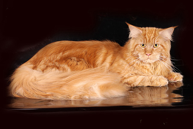 Мейн кун: фото, характер, описание породы кошек мейн кун | Блог зоомагазина  Zootovary.com
