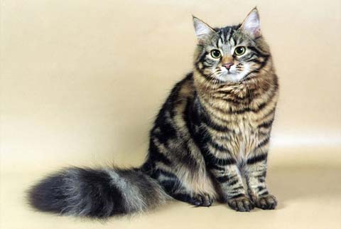 Сибирская кошка: фото, характер, описание породы сибирской кошки | Блог  зоомагазина Zootovary.com