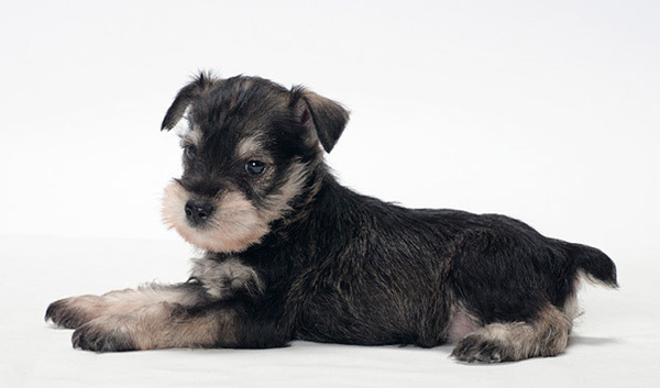 Шнауцер: виды, фото, характер, щенки, питание, все о породе собак шнауцер |  Блог зоомагазина Zootovary.com