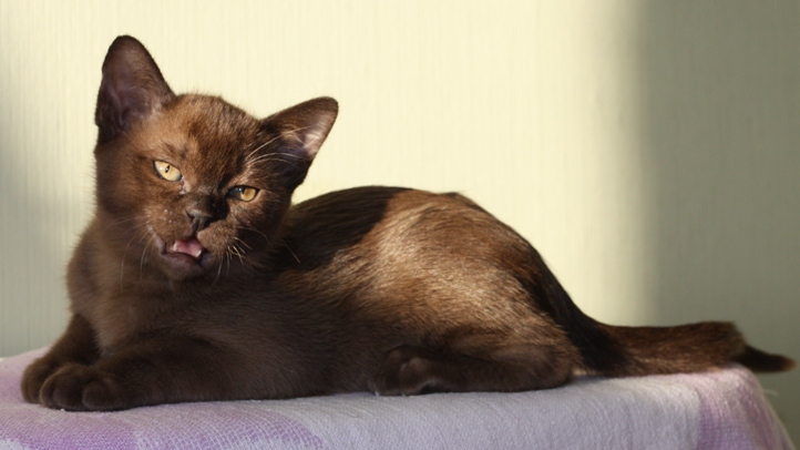 Бурманская кошка (бурма): фото, харакетр, котята, описание породы  бурманский кошек | Блог зоомагазина Zootovary.com