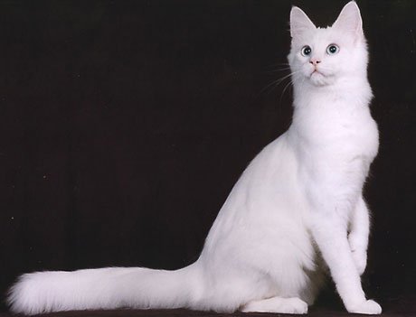 Ангорская Кошка Фото Белая