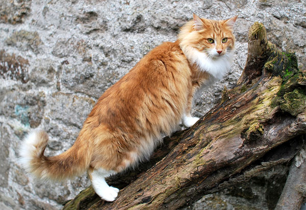 Норвежская лесная кошка: фото, харакетр, котята, описание породы | Блог  зоомагазина Zootovary.com